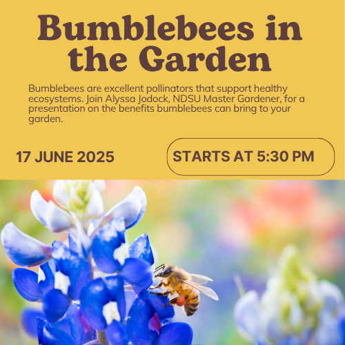 bumblebees in the garden