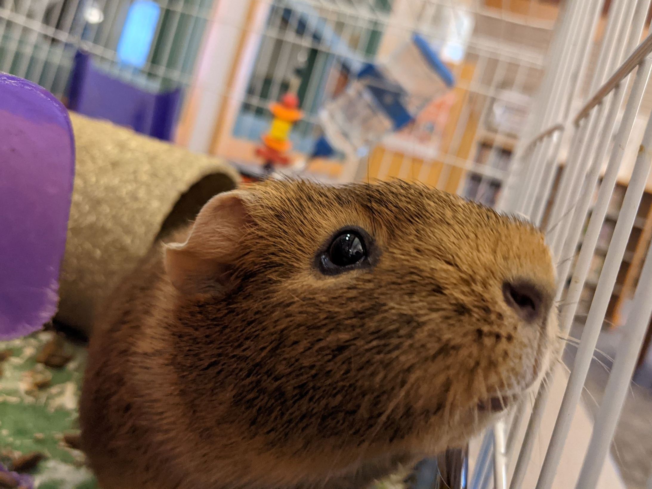 Ivy the library guinea pig 3