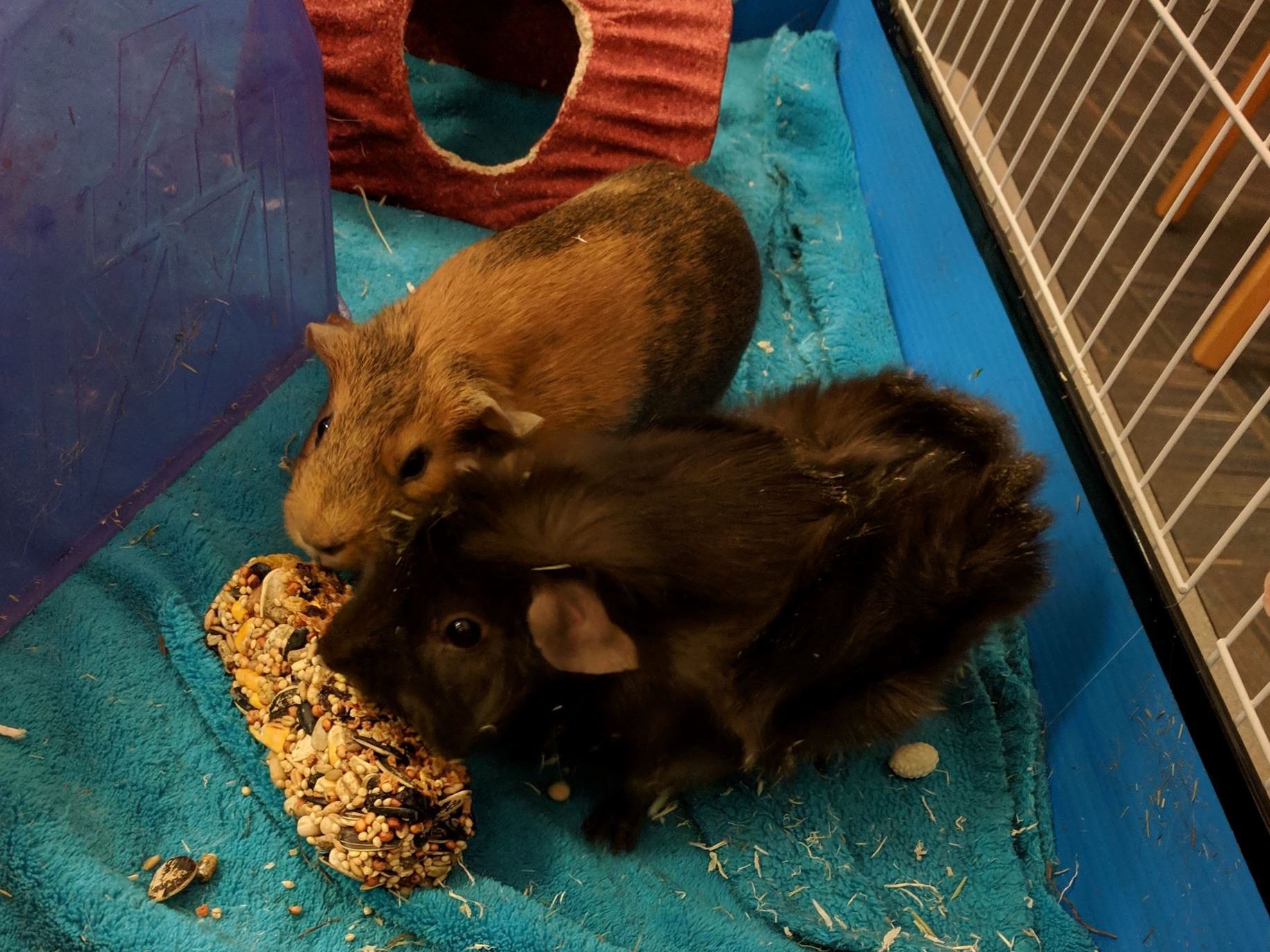 Ivy and Bean Back at the Library